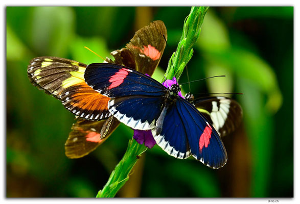 EQ0327.Mindo.Mariposario.Heliconius melpomene