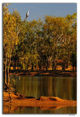 AU0231.Ellendale Lake.Shag & Croc