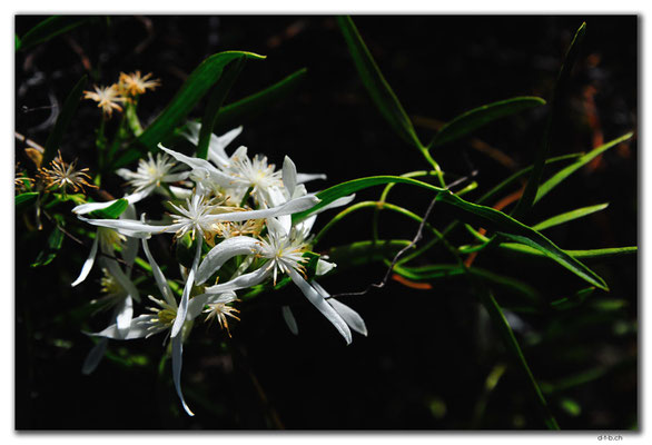 AU0569.Grigsons Lookout.Blume