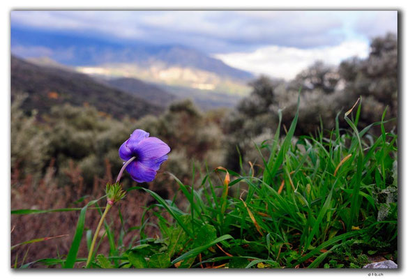GR0496.Blume