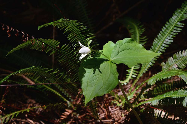 CA0044 WCT Blume