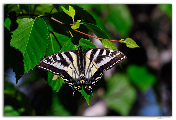 CA1133.Agwa Bay Butterfly