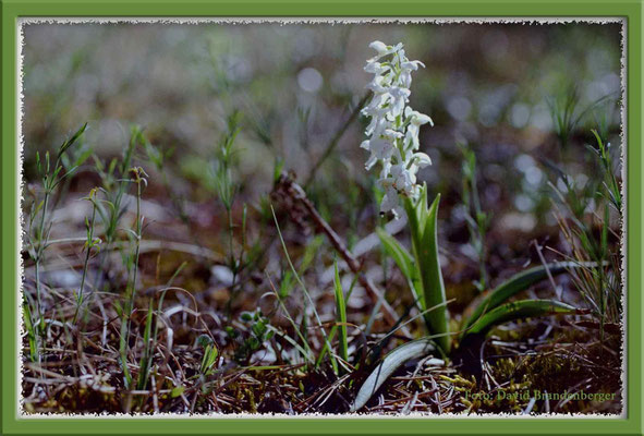 A0169.Orchidee.Gotland.SE