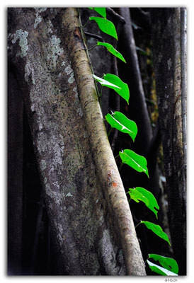 SIN0088.Botanical Garden