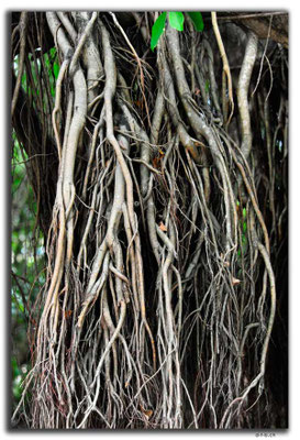 CN0457.Sanya.Banyan Tree