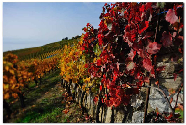 A0727.Chexbres Weinberge.CH