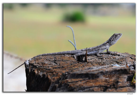 AU0624.Lizard