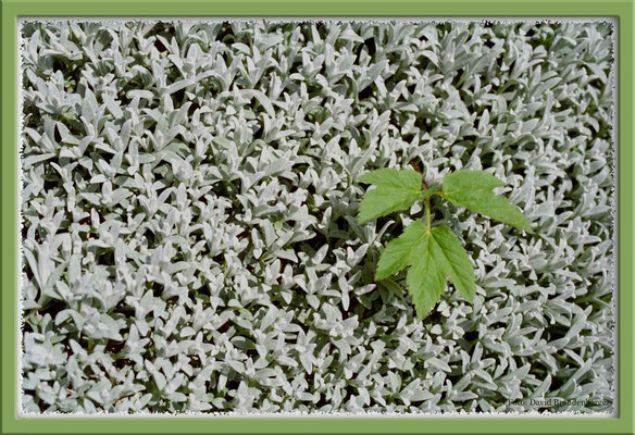 A0002 Blätterteppich,Klosters,CH
