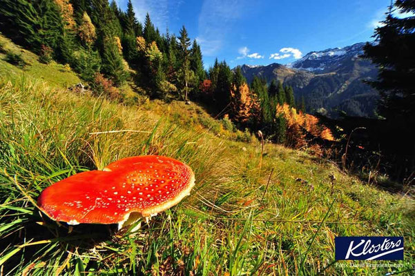 P0080.Fliegenpilz.Klosters.CH