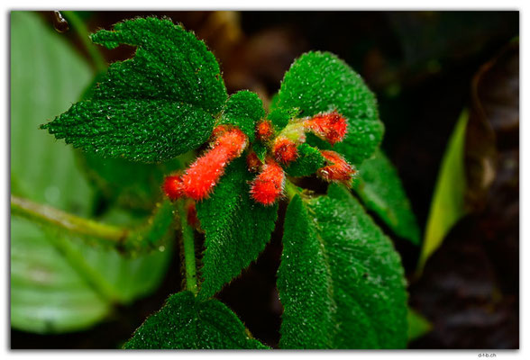 EQ0289.Los Bancos.Cascada Tatala.Kohleria hirsuta