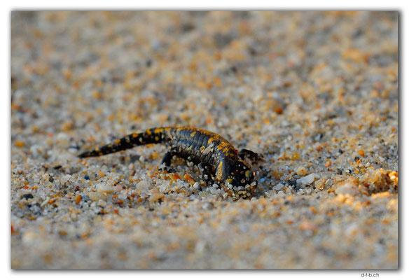 PT0173.Porto.Fire salamander
