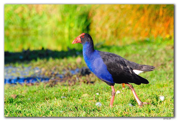 NZ0954.Christchurch.Styx Mill Reserve.Pukeko