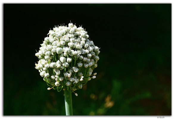 ES0226.Jardin Botanico de la Rioja.Chive