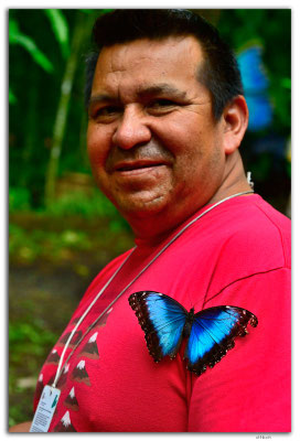 EQ0334.Mindo.Mariposario.Morpho peleides