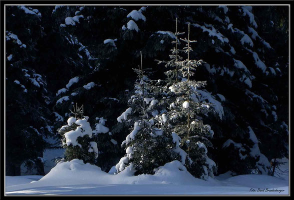A0331.Tannen.Klosters.CH