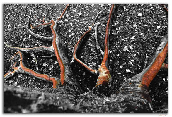 ID0193.Bedugul.Bot.Garten.Wurzelwerk