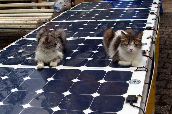 GE: Batumi, Katzen auf Solarpanel des Solatrikes
