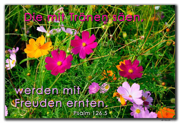 S0263.Hanam.KR. Psalm 126.5