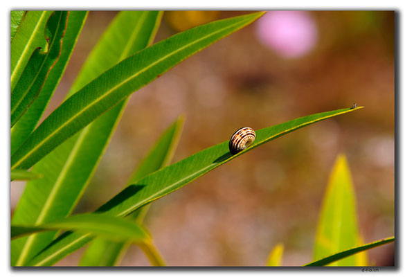 TR0598.Schnecke