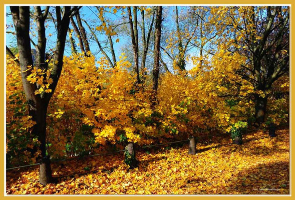 A0593.Herbstlaub.Trier.
