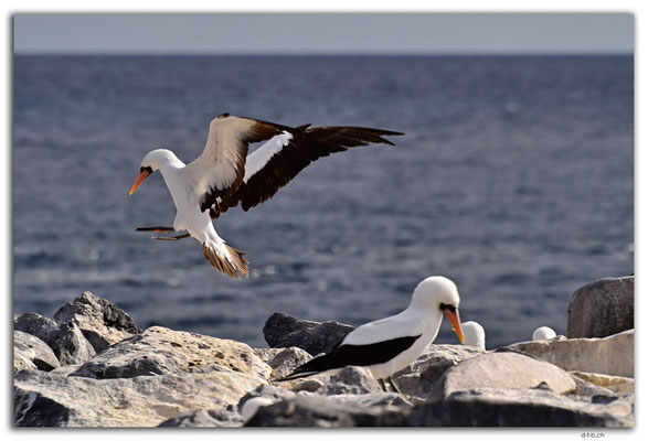 EQ0085.Española Island.Punta Suarez.Nazca Boobies