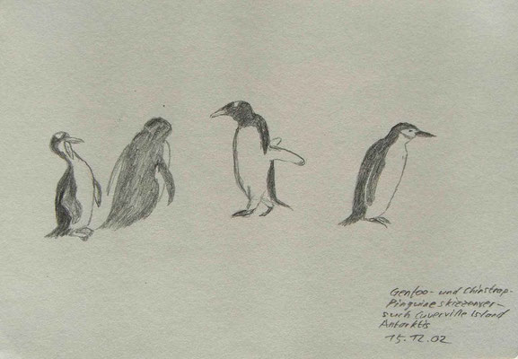 019.Skizze, Gentoo- und Chinstrappinguine, Cuverville Island /Antarktis