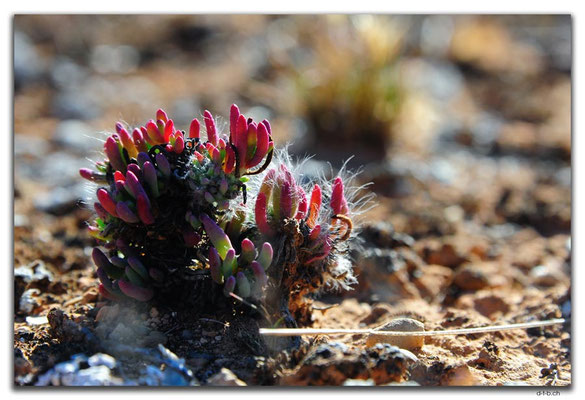 AU0933.Nullarbor N.P.Pflanze