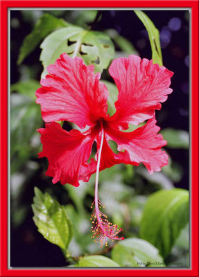 7.Hibiskus, Bocas del Toro,Panama