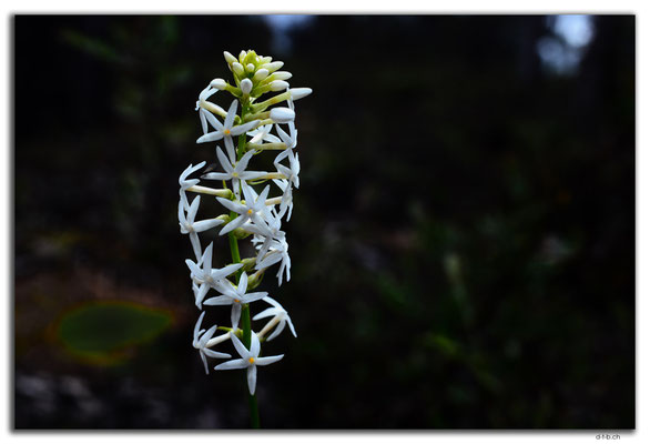 AU0655.Mt.Observation.Blume