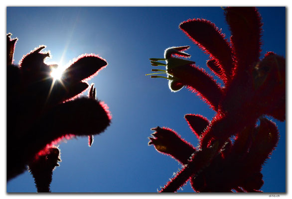 AU0851.Neds Corner Rd.Kangaroo Paw