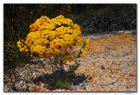 AU0439.Kalbarri N.P.Blume