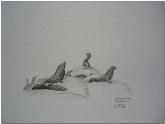 093.Skizze, Lobo marinos, Cabo Polonio /Uruguay