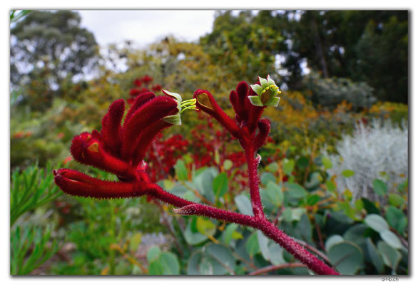 AU0704.Perth.Kings Park.Red Kangaroo Paw