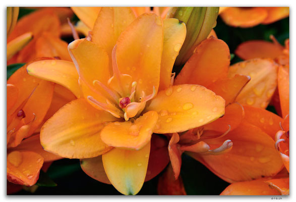 MO0036.Taipa.Blume im Garten