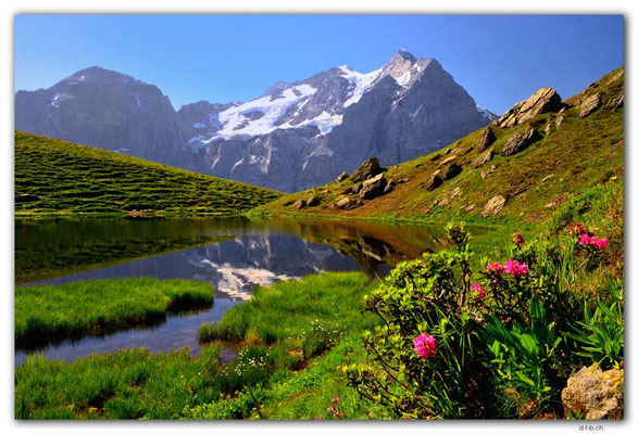 GW0526.Alpenrosen beim Hornseewli und Wetterhorn