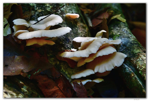 SR0041.Brownsberg N.P.Mushrooms
