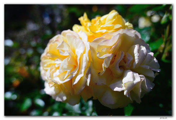 NZ0728.Christchurch.Botanical Garden.Rose