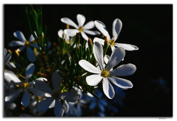 AU0523.White Wedding Bush
