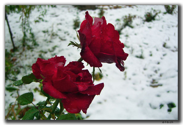 KZ0022.Shymkent.Rosen im Schnee