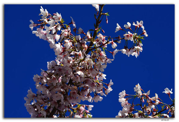 NZ1013.Christchurch.Blossoms