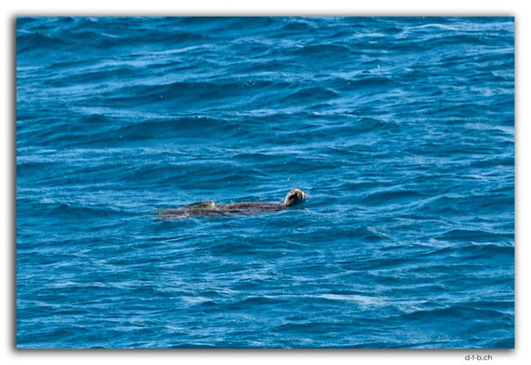 EQ0066.Española Island.Sea Turtle