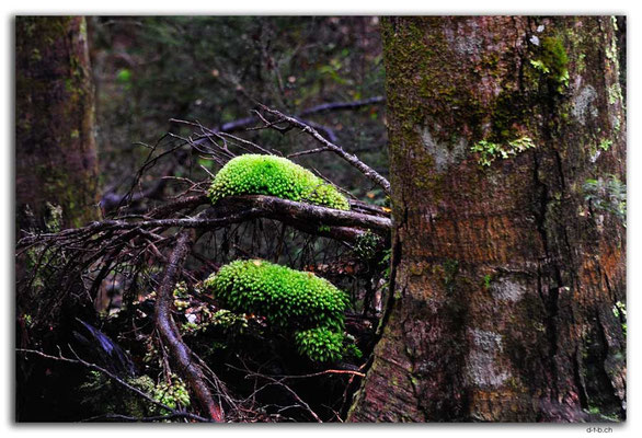 NZ0319.Kaimanawa Forest Park.Moss pads
