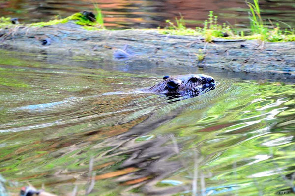 CA0476 Algonquin Park Amikeus Lake Biber