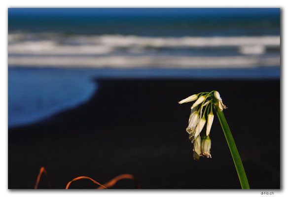 NZ0355.Awakino Beach