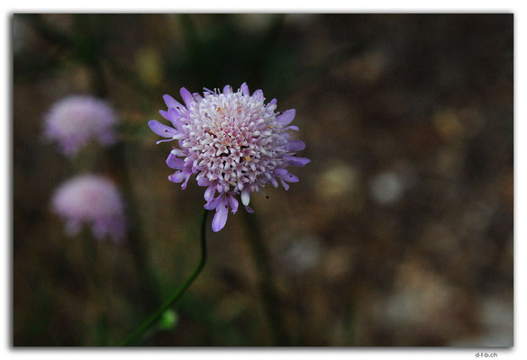 AU1009.Eyre Peninsula.Mount Hope.Blume