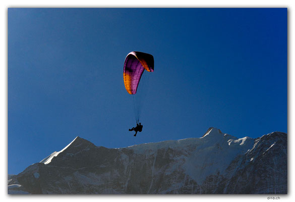 GW0586.Paraglider über Fiescherhörner