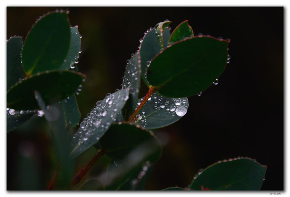 AU1344.Overland Track.Waterdrops