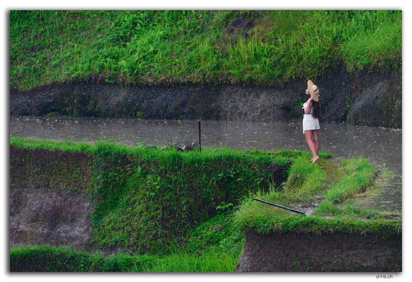 ID0095.Tegallalang.Model in den Reisterrassen