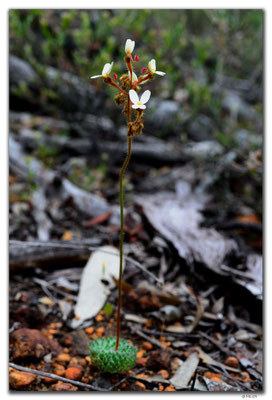 AU0656.Mt.Observation.Blume