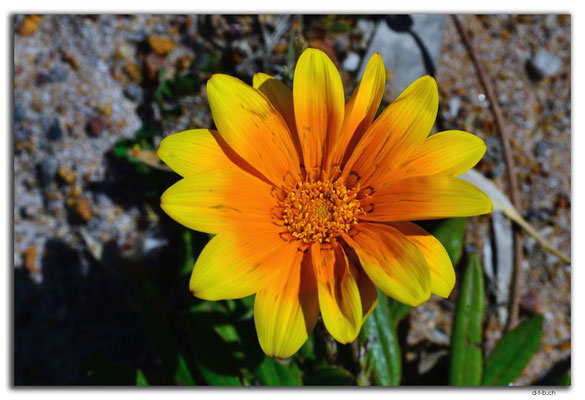 AU0558.Blume